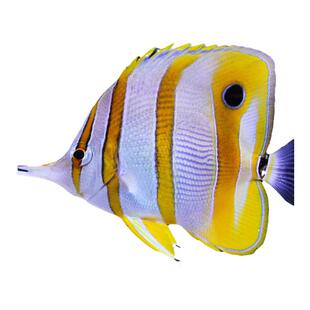 三间火箭黄火箭黄网鲽红海黄金天皇八线波斯蝶海水观赏鱼活体珊瑚