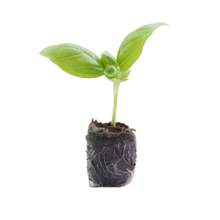 意大利甜罗勒叶苗水培盆栽可食用迷迭香百里香紫苏香草九层塔香料