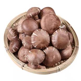 河南 西峡新鲜香菇现摘现发基地直发火锅餐饮食材产地直供