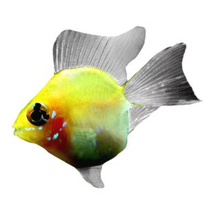 金波子桃心蓝波子凤凰鱼短鲷鱼皮卡丘热带观赏鱼活体小型淡水鱼