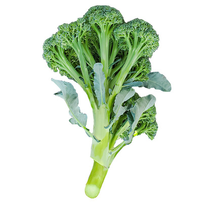 松散西兰花四季青花菜种籽四季