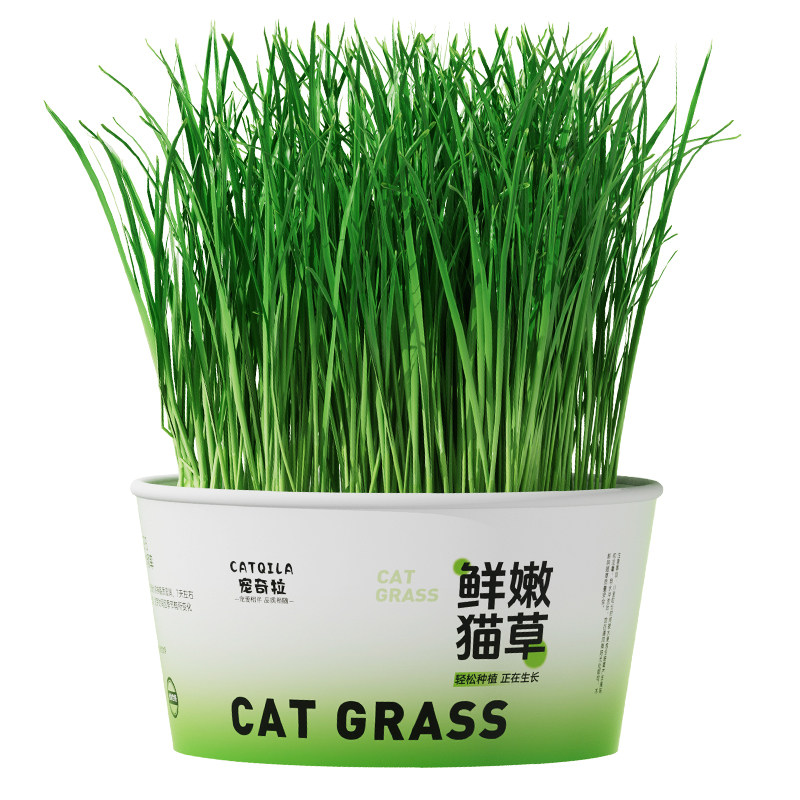 猫草盆栽懒人自种化毛猫草片水培盆猫草罐头薄荷猫咪专用排毛零食
