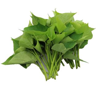 四川红薯叶尖新鲜地瓜叶红苕尖番薯苗农家苕尖叶时令蔬菜现摘