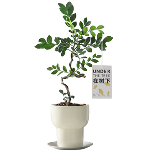 七里香盆景九里香植物盆栽办公室内客厅桌面书桌好养四季常青绿植