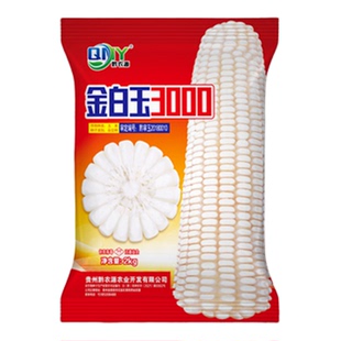 大田金白玉3000白玉米种子包谷种子产量高云南贵州中高海拔包邮