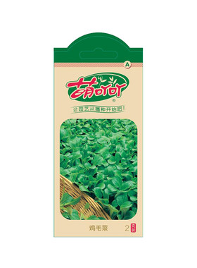 萌吖吖蔬菜种子香菜种子四季播种