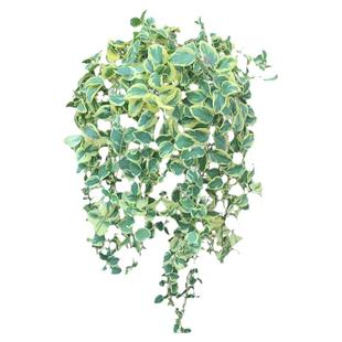 花叶蔓盆栽室内外阳台长春藤垂吊植物耐热耐寒黄金花叶蔓带土吊兰