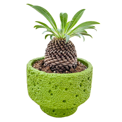 铁甲丸块根植物多肉园艺