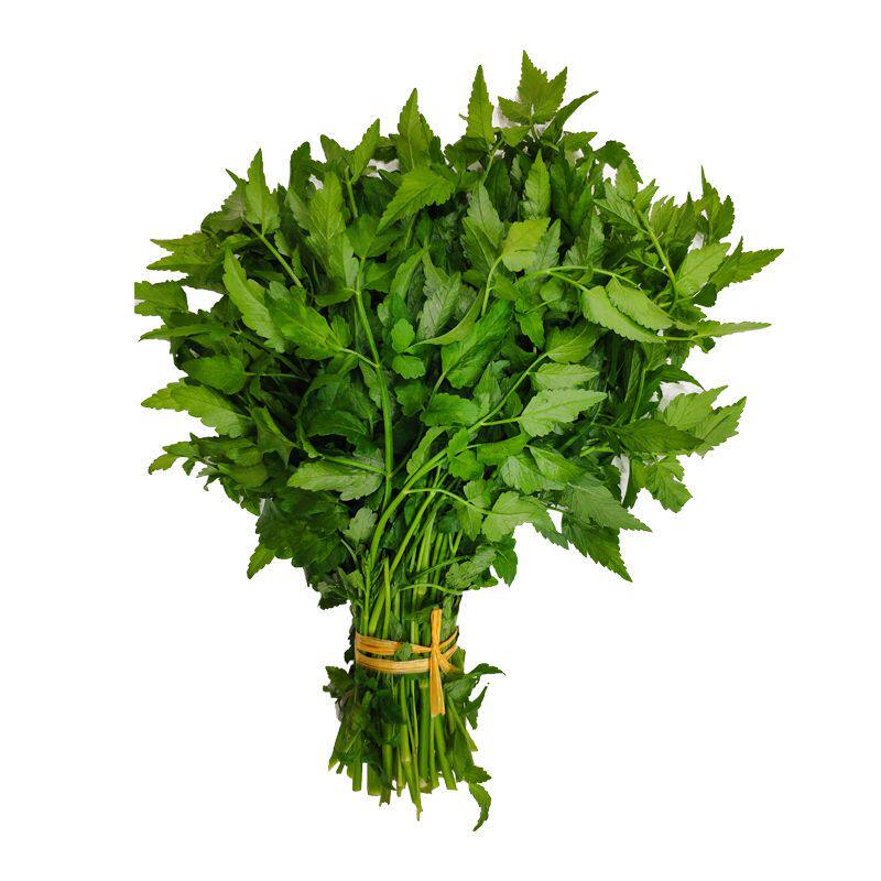 当季新鲜现摘水芹菜野芹菜