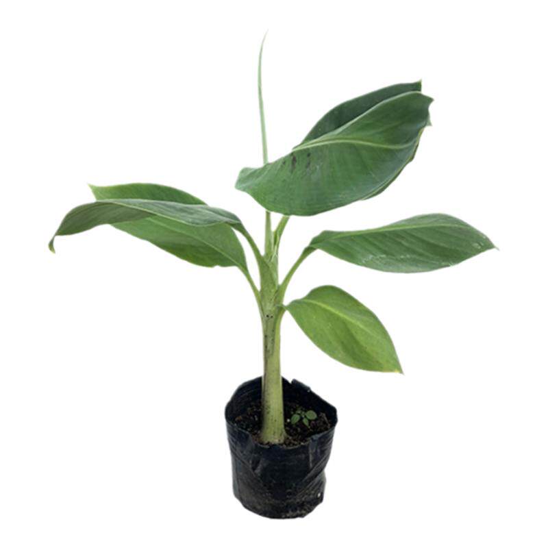 威廉斯B6香蕉苗红香蕉果树苗粉蕉苹果西贡蕉苗南方果树苗带土包邮