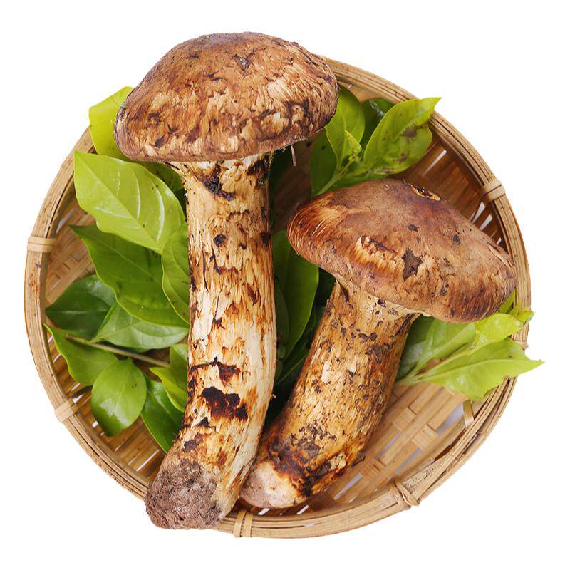 香格里拉出口级野生鲜松茸菌蘑菇