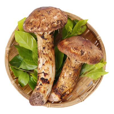 香格里拉出口级野生鲜松茸菌蘑菇