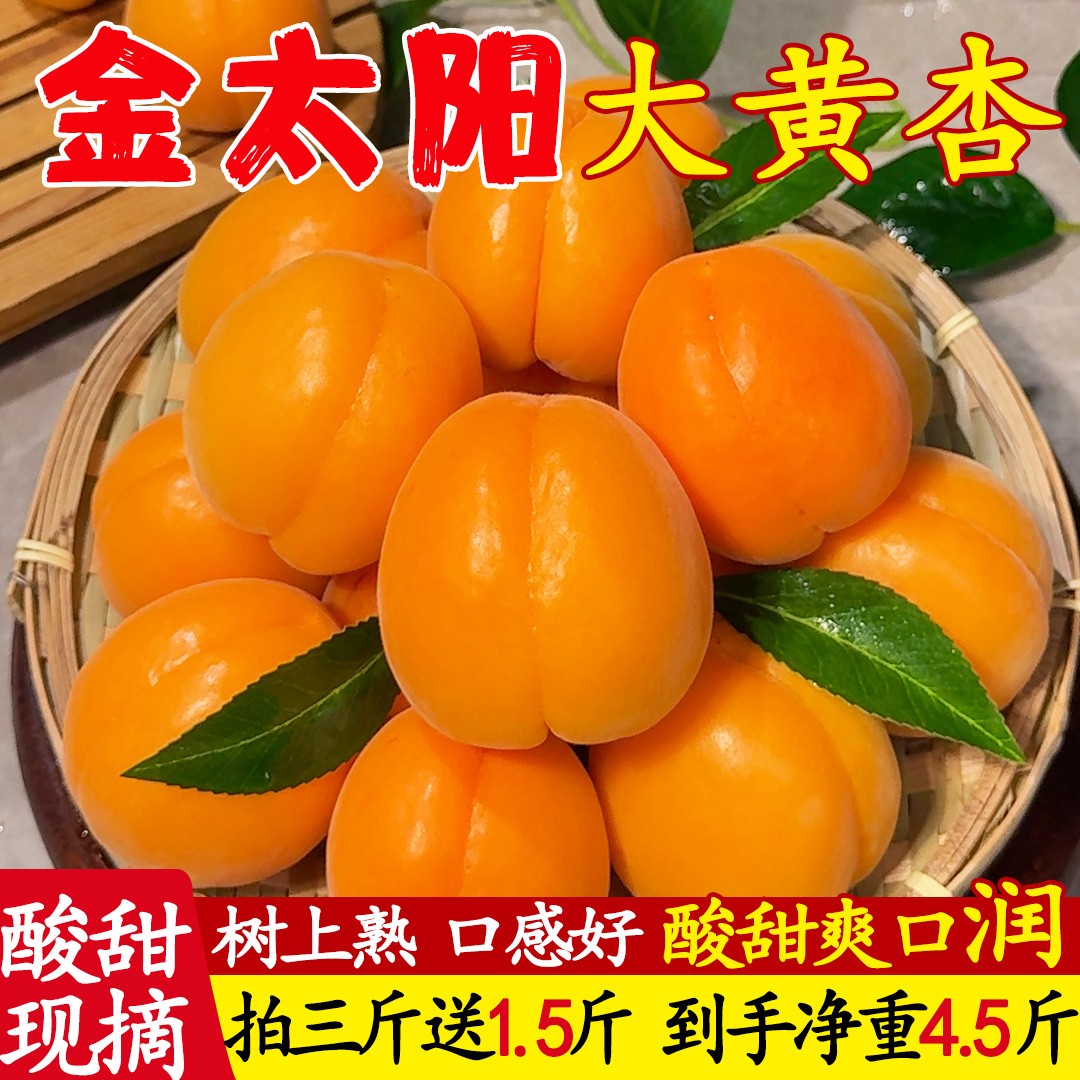大黄杏新鲜现摘大黄杏当季孕妇水果酸甜可口肉厚多汁产地直发