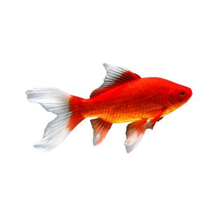 红白草金红白锦鲫观赏鱼冷水鱼淡水鱼小型鱼草金鱼小金鱼锦鲤鱼苗