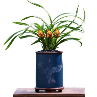 翁源兰花喜花里春兰奇花铭品火麒麟开花浓香好养室内绿植花卉盆栽