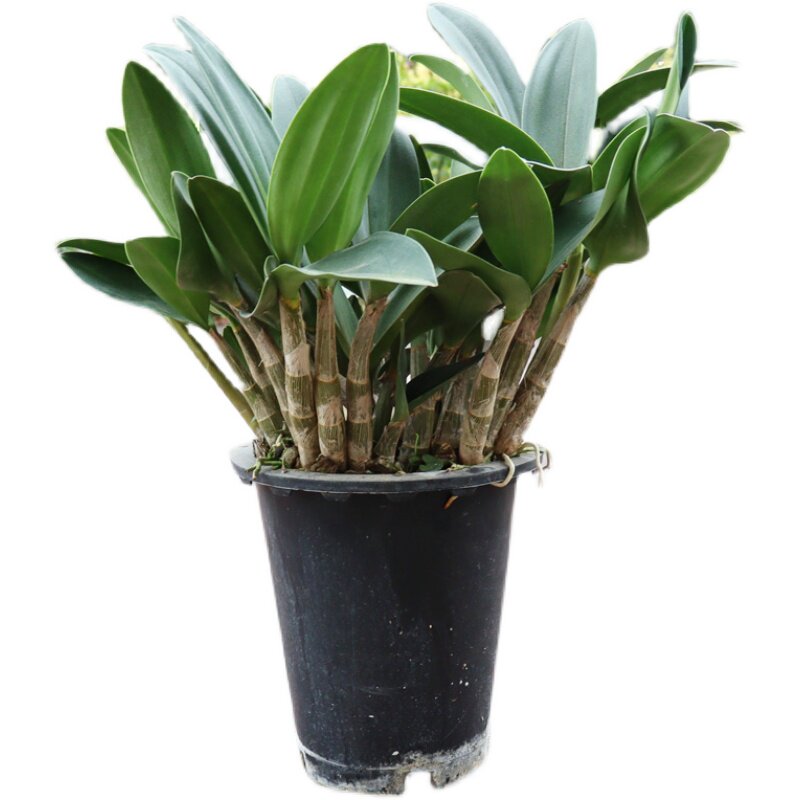 澳洲大明石斛进口名贵盆栽绿植兰