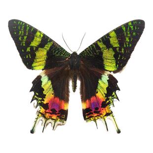 太阳蛾未展翅标本原蝶展示框立体相框真蝴蝶标本教学天然蝴蝶标本