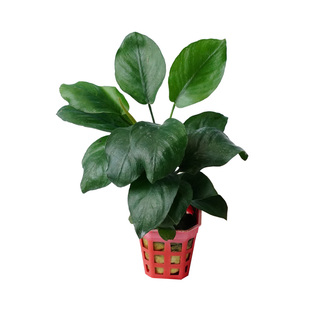 水榕水草植物鱼缸真草造景绿植阴性淡水懒人大叶榕迷你榕沉木水草