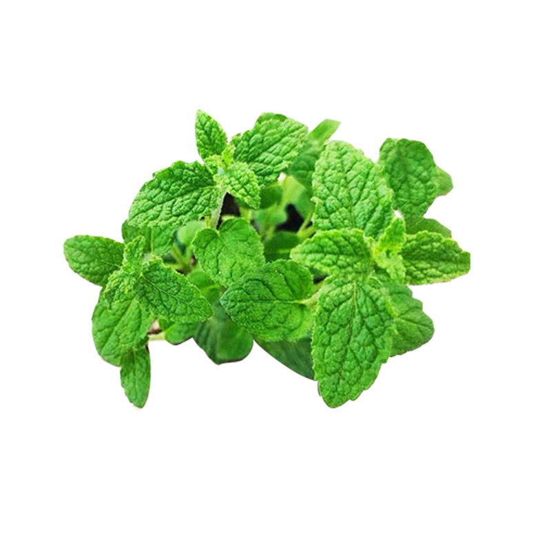 顺丰包邮可食用薄荷集合绿植种苗阳台厨房装饰泡水烹饪新手易养