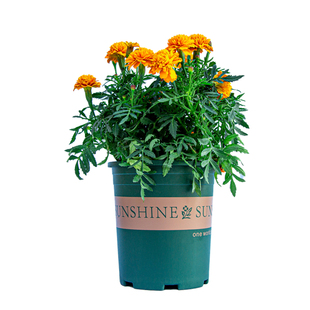 重瓣万寿菊盆栽带花苞室内阳台室外庭院开花好养植物四季花卉花苗