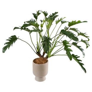 老根小天使仙羽蔓绿绒室内植物龙鳞老桩绿植北欧盆栽