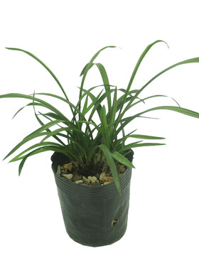 兰花苗春丽春兰浓香好养绿植盆栽
