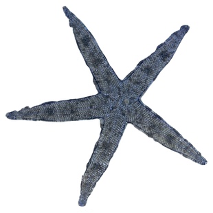 翻砂海星  灰色 海缸翻砂生物 工具海星 维持底沙干净 必拍包装