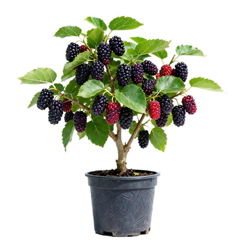 壹植正宗长果桑果苗当年结果