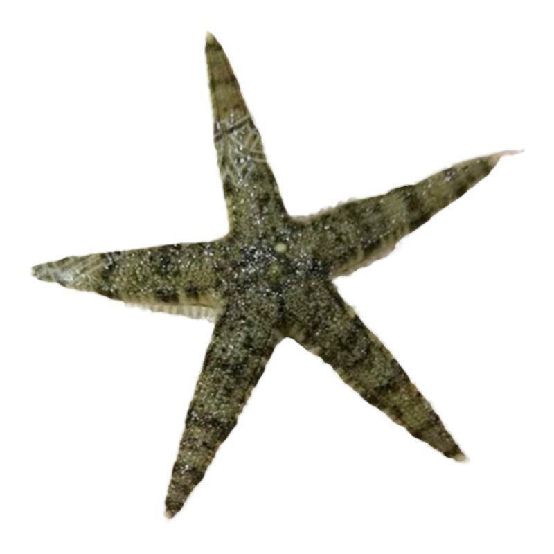 植素源水族海星活体海缸观赏翻砂