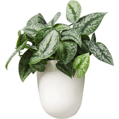 挂壁水培懒人绿萝墙上直角花盆