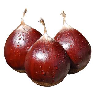 建瓯锥栗农家新鲜生板栗现摘油栗子带壳野生毛栗高山圆栗糖炒椎栗