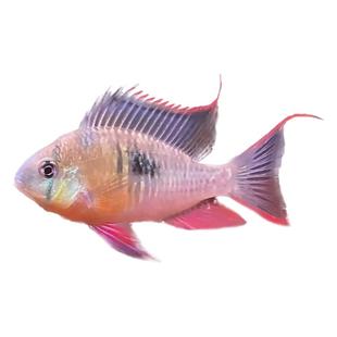 玻利维亚凤凰 热带鱼观赏鱼慈鲷淡水鱼小型鱼南美原生鱼草缸短鲷
