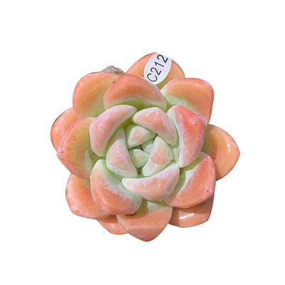 叶植庭多肉【品种名：冰玉】一物一拍昆明发货