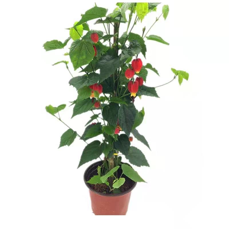 爬藤植物四季开花灯笼蔓性风铃花