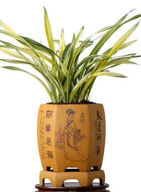 金奖墨兰藏龙兰阳之松高端艺草香
