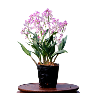 翁源兰花精品泼墨香水石斛兰紫云带花咖啡兰兔耳好养桌面花卉盆栽