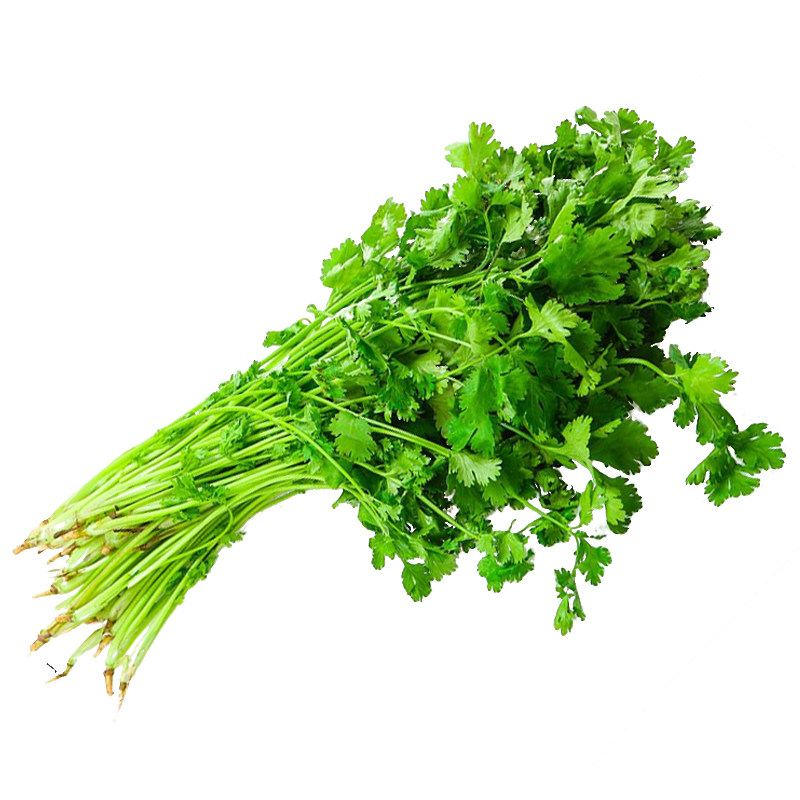 山东老香菜种籽大芫荽小叶香菜籽