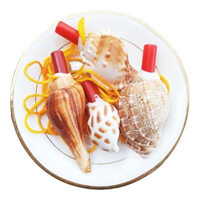 小海螺天然贝壳鱼缸天然贝壳