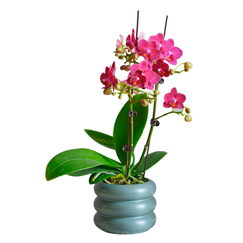 PHYSIS 彩色系列」蝴蝶兰大株年宵花室内客厅盆栽带花苞
