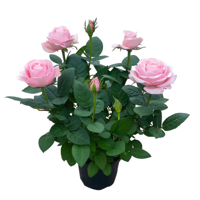 玫瑰花苗盆栽阳台盆栽月季带花苞