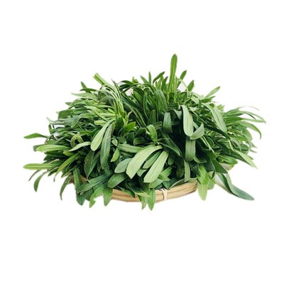 露地春季面条菜种子保健蔬菜野菜