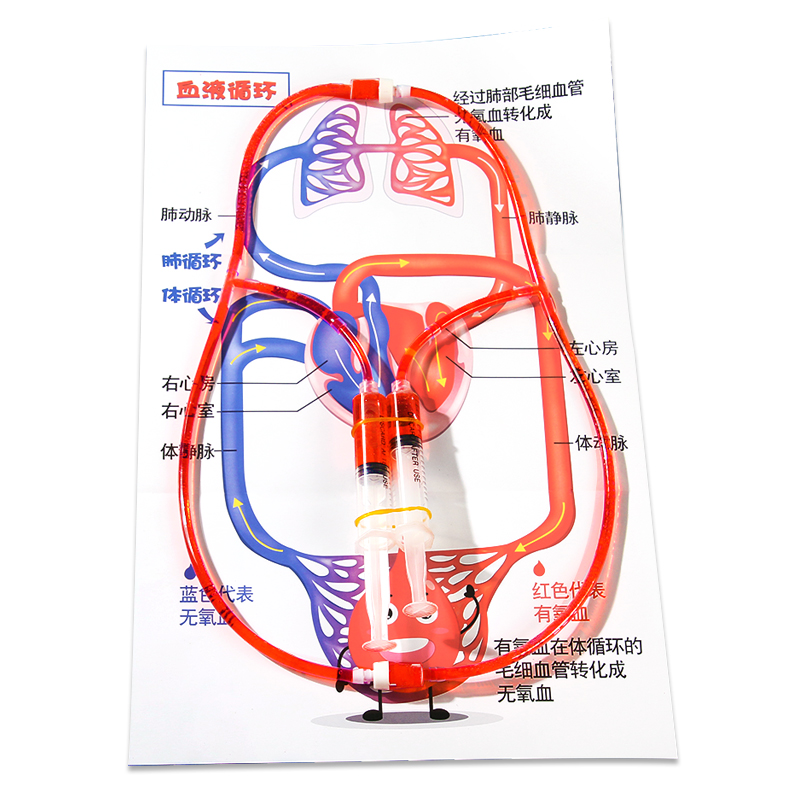 DIY人体血液循环小学生科学实验小发明创造stem手工物理材料教具