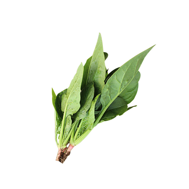 老品种小叶菠菜籽种子小青菜波菜散装四季盆栽秋季蔬菜种籽孑菜籽