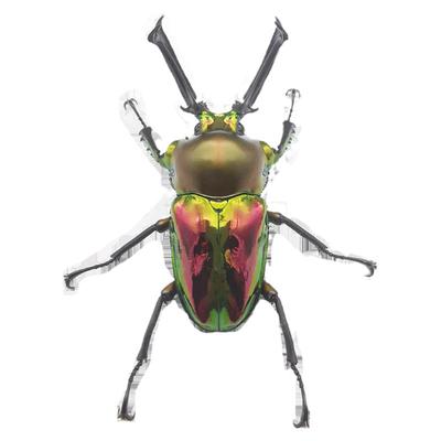 美丽甲虫彩虹锹甲活体昆虫好养