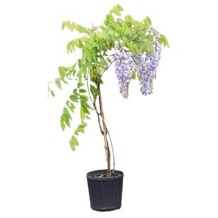 紫藤树苗庭院爬藤花卉攀援植物园林工程绿化苗木阳台盆栽花卉苗木