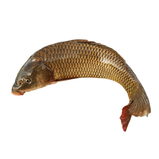 密农正宗水库黄金鲤鱼新鲜现捞 净膛 鲜鱼北京水产年货礼盒