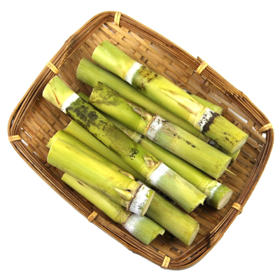 四川甘蔗种籽青皮甘蔗种子甘蔗尾尖种植土甘蔗种子绿皮甘蔗种苗