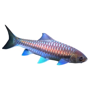 保山蓝吉罗鱼淡水鱼包野原生水族特大可长一米多史式新光唇泰国野