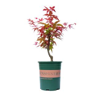 日本红枫树盆栽室内阳台室外好养花卉红色叶子植物小盆景绿植树苗