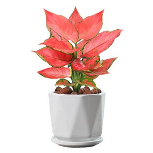 如意皇后盆栽绿萝室内水培植物栀子花红掌吉利红好富贵红白掌花卉